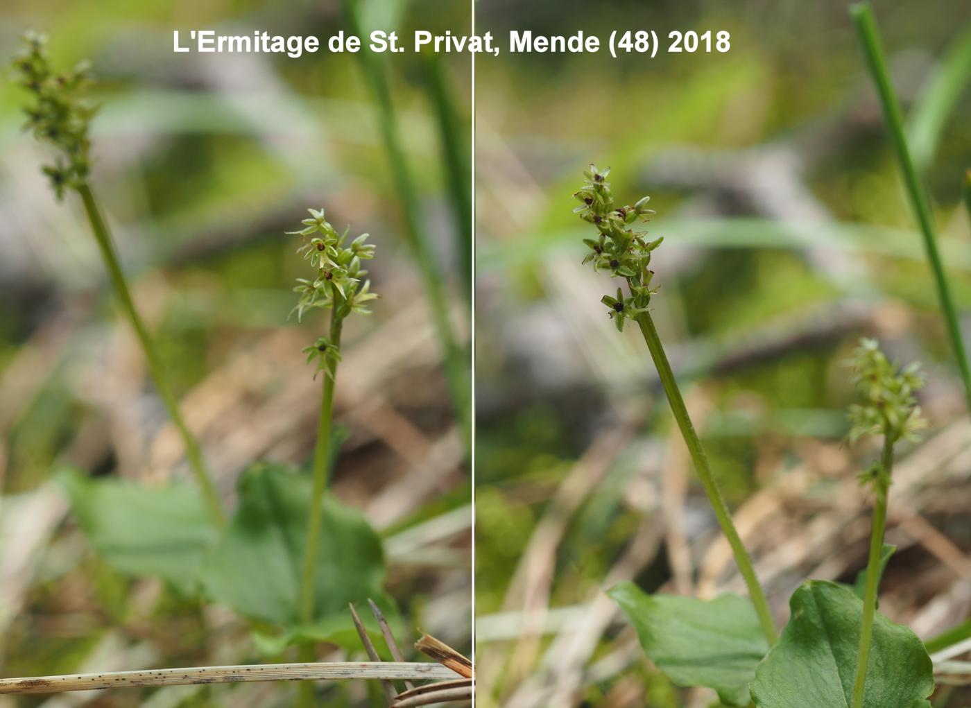 Twayblade, Lesser plant